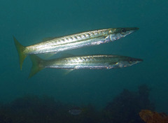 Obtuse Barracuda photo 4