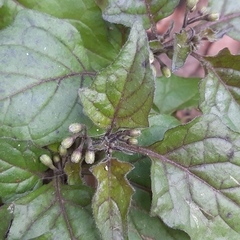 Solanum nigrum