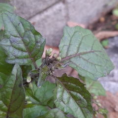 Solanum nigrum