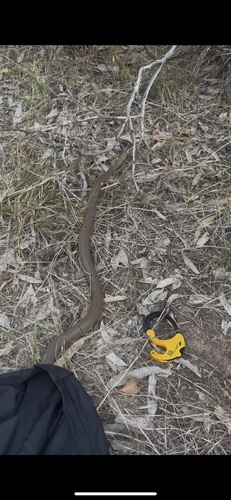 Eastern Brown Snake sighting