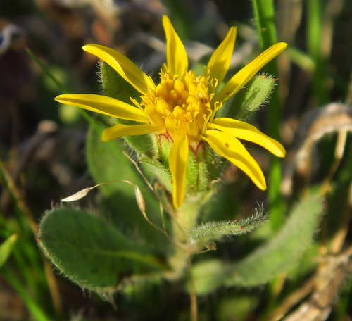 Heterotheca hispida observed 2025-11-19