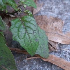 Solanum nigrum