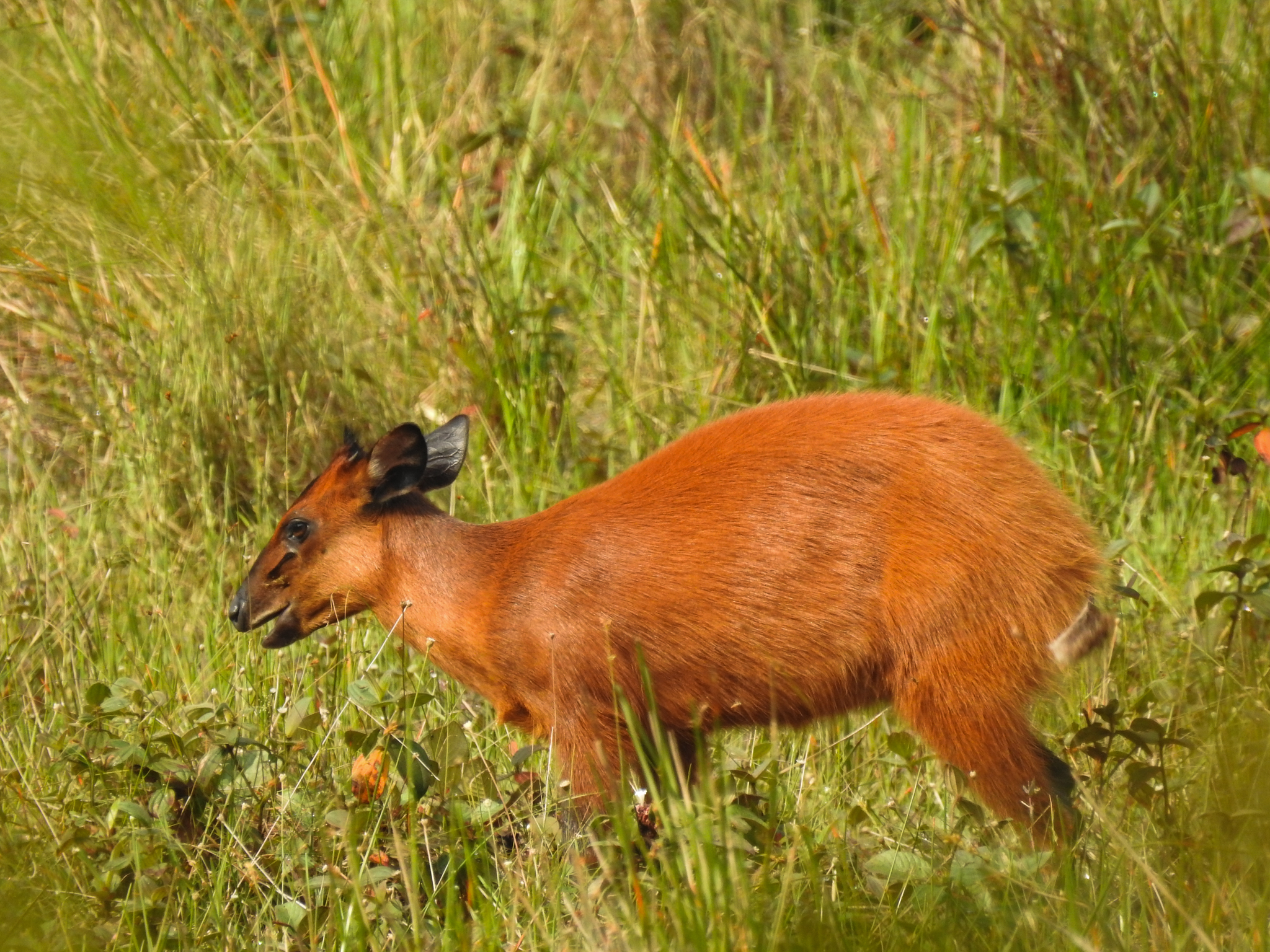 Red-flanked Duiker (Mammals of the WAP complex) · iNaturalist