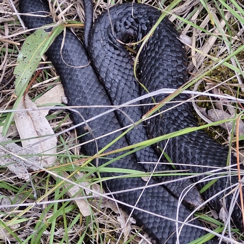 Lowlands Copperhead sighting