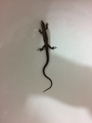 Pholidobolus montium