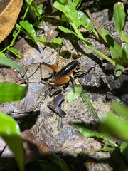 Penalva flavocalceata