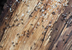 Technomyrmex jocosus