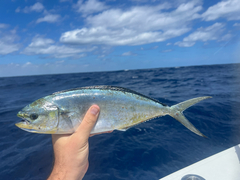 Pompano Dolphinfish photo 2