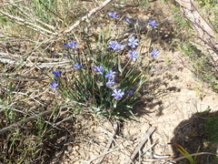 Aristea africana