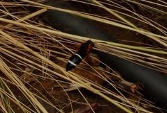 Hypodynerus chiliensis