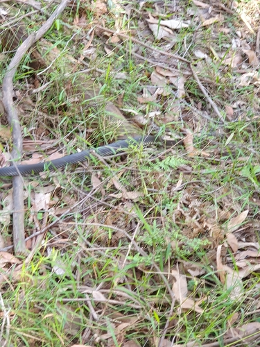 Highlands Copperhead sighting