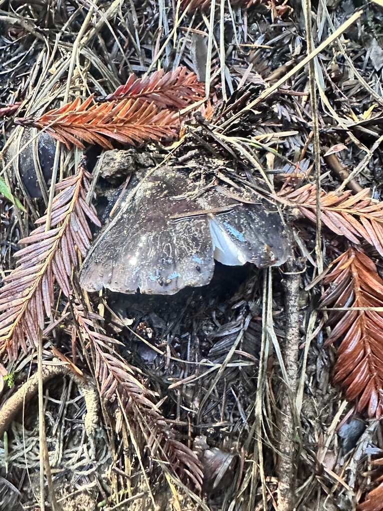 Entoloma medianox · November 2025 · photo: © katrinamccollough (iNaturalist, cc0)