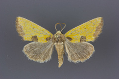 Stiria sulphurea