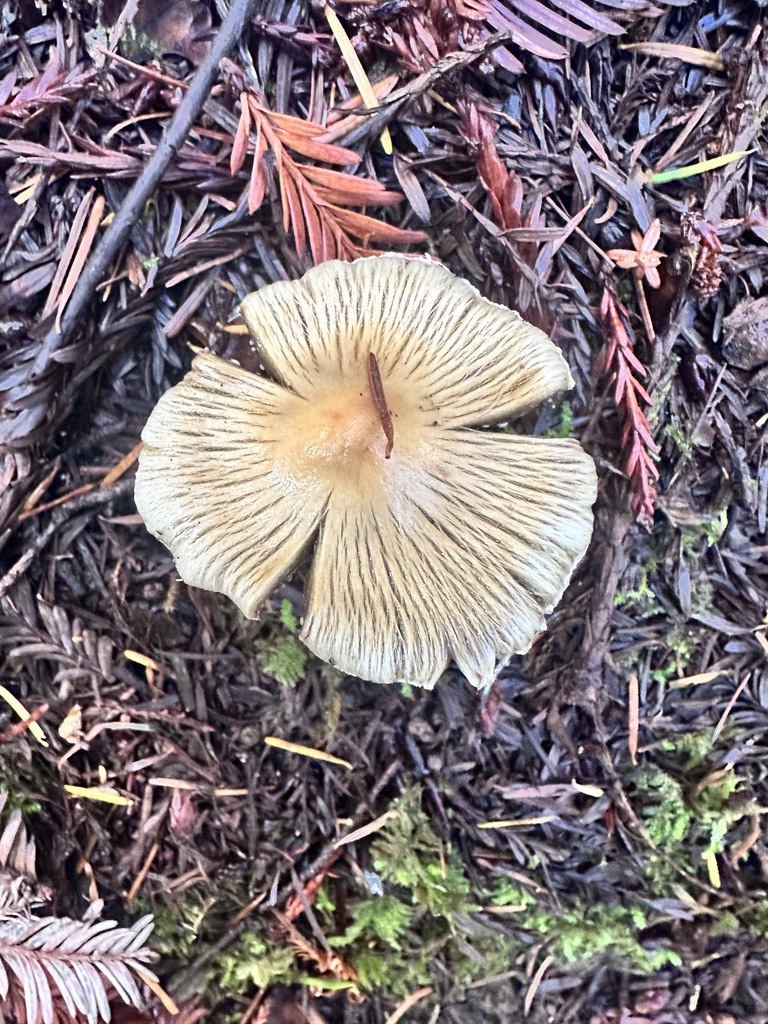 Pseudosperma sororium · November 2025 · photo: © katrinamccollough (iNaturalist, cc0)