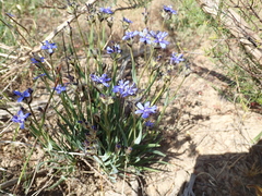 Aristea africana
