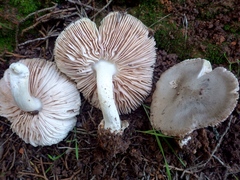 Volvariella murinella