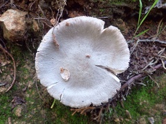 Volvariella murinella