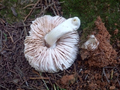 Volvariella murinella