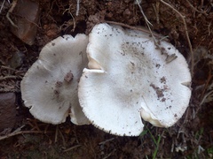Volvariella murinella
