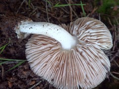 Volvariella murinella