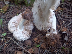 Volvariella murinella