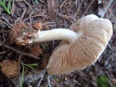 Volvariella murinella