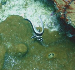 Eques punctatus