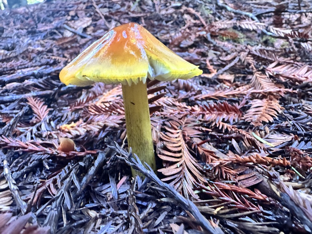 Hygrocybe singeri · November 2025 · photo: © katrinamccollough (iNaturalist, cc0)