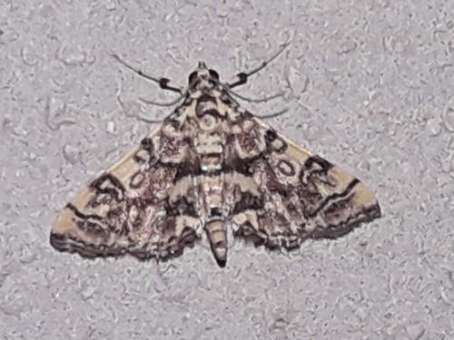 Checkered Apogeshna Moth photo 3