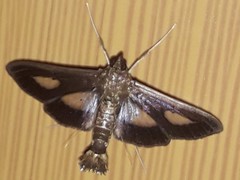 Diaphania praxialis