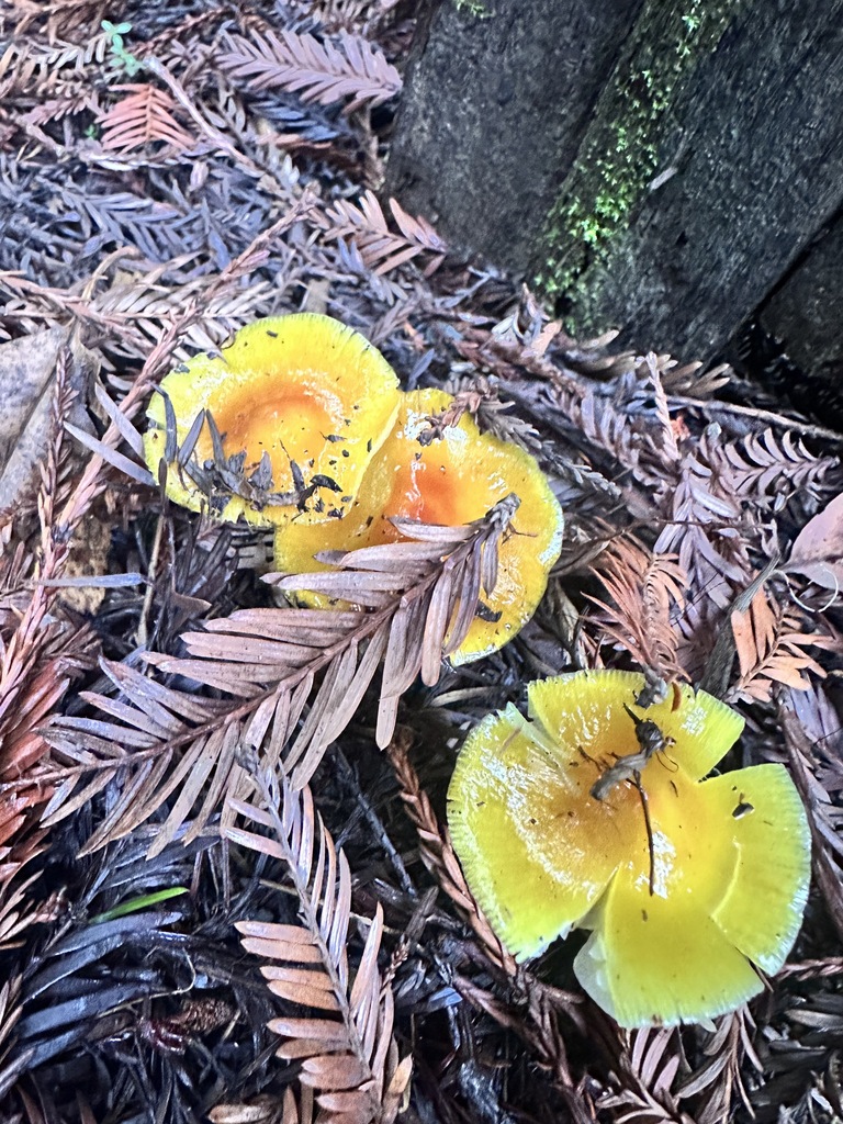 Hygrocybe flavescens