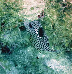 Lactophrys bicaudalis