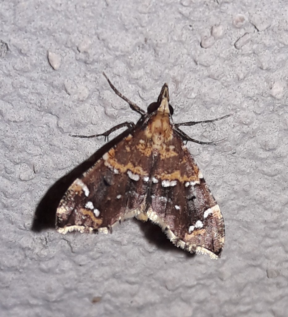 Psaliodes electa