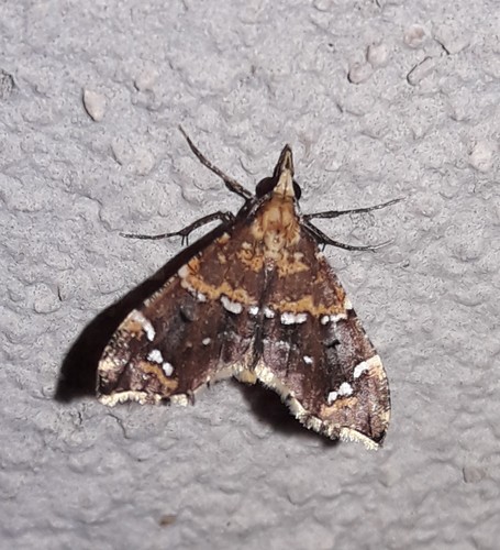 Psaliodes electa