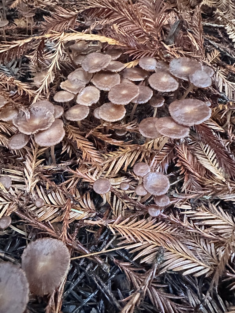 Collybiopsis villosipes · November 2025 · photo: © katrinamccollough (iNaturalist, cc0)