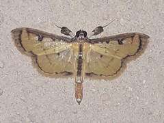 Goniorhynchus salaconalis