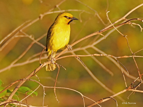 Spectacled Weaver