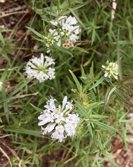 Staelia thymoides
