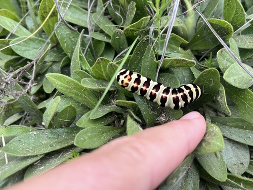 Cherry Spot