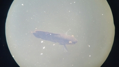 Astronotus ocellatus