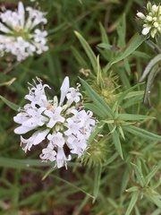 Staelia thymoides