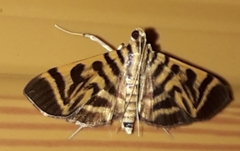 Spilomela