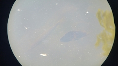 Astronotus ocellatus
