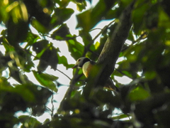 Prionops rufiventris