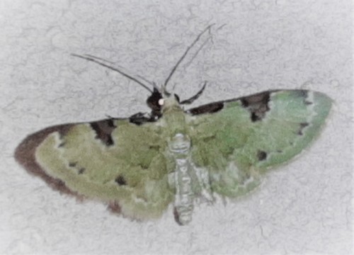 Eupithecia tenera image