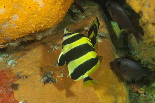 Lord Howe butterflyfish (Amphichaetodon howensis) — Chaetodontidae — 5