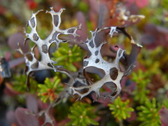 Masonhalea richardsonii