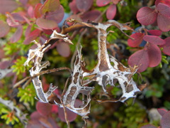 Masonhalea richardsonii