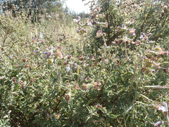 Salvia africana
