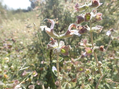 Salvia africana